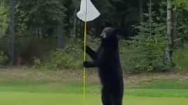 Watch: Bear interrupts Alaska golf game